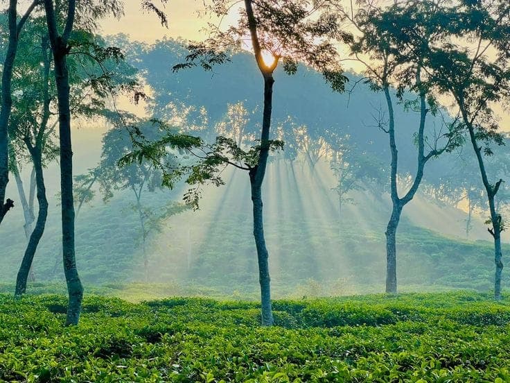 Srimangal, Bangladesh
