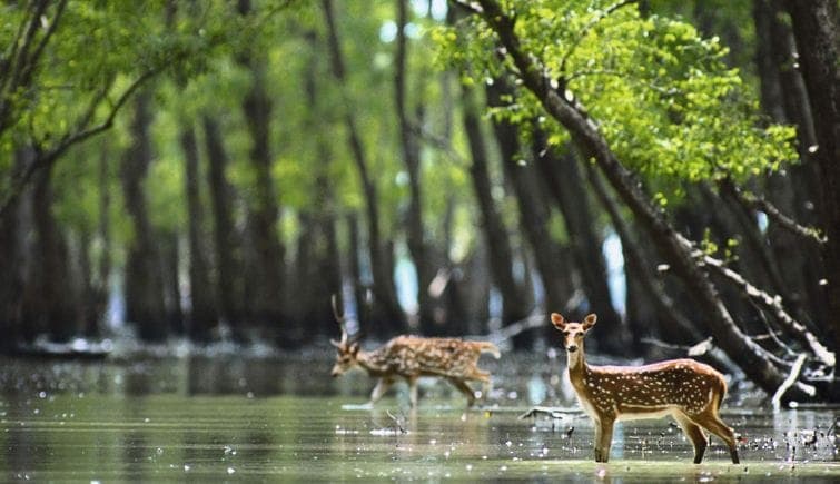 Sundarbans, Bangladesh