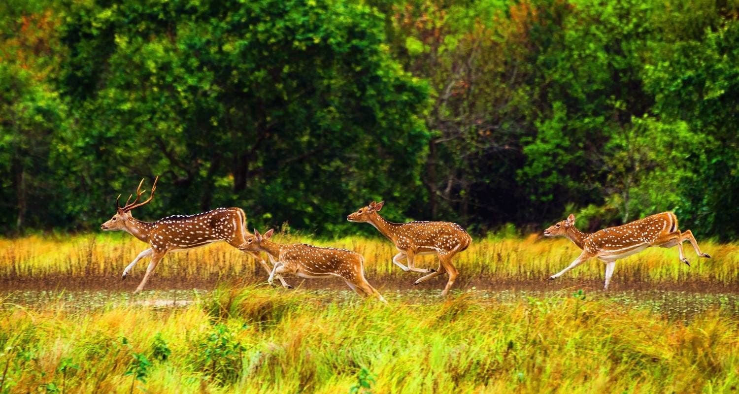 Sundarbans, Bangladesh
