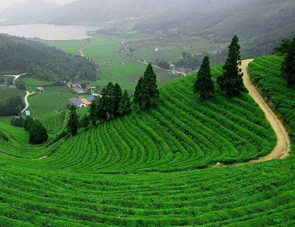 Sylhet, Bangladesh