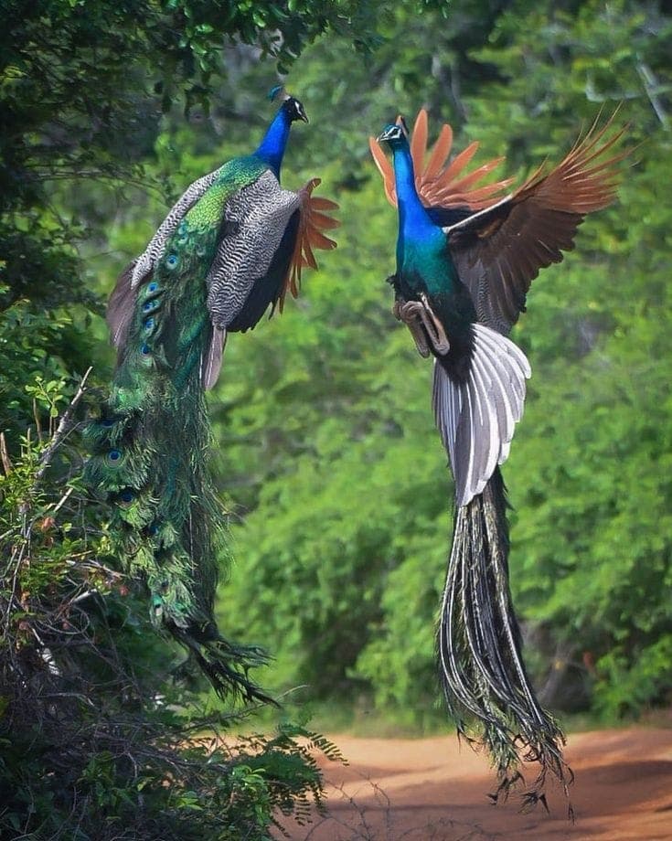 Ella, Sri Lanka
