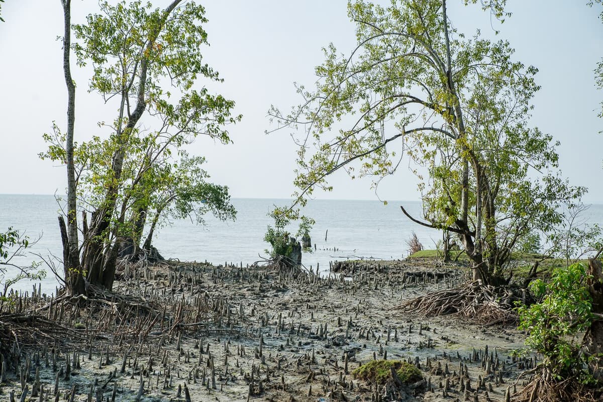 Char Kukri-Mukri Wildlife Sanctuary, Bhola