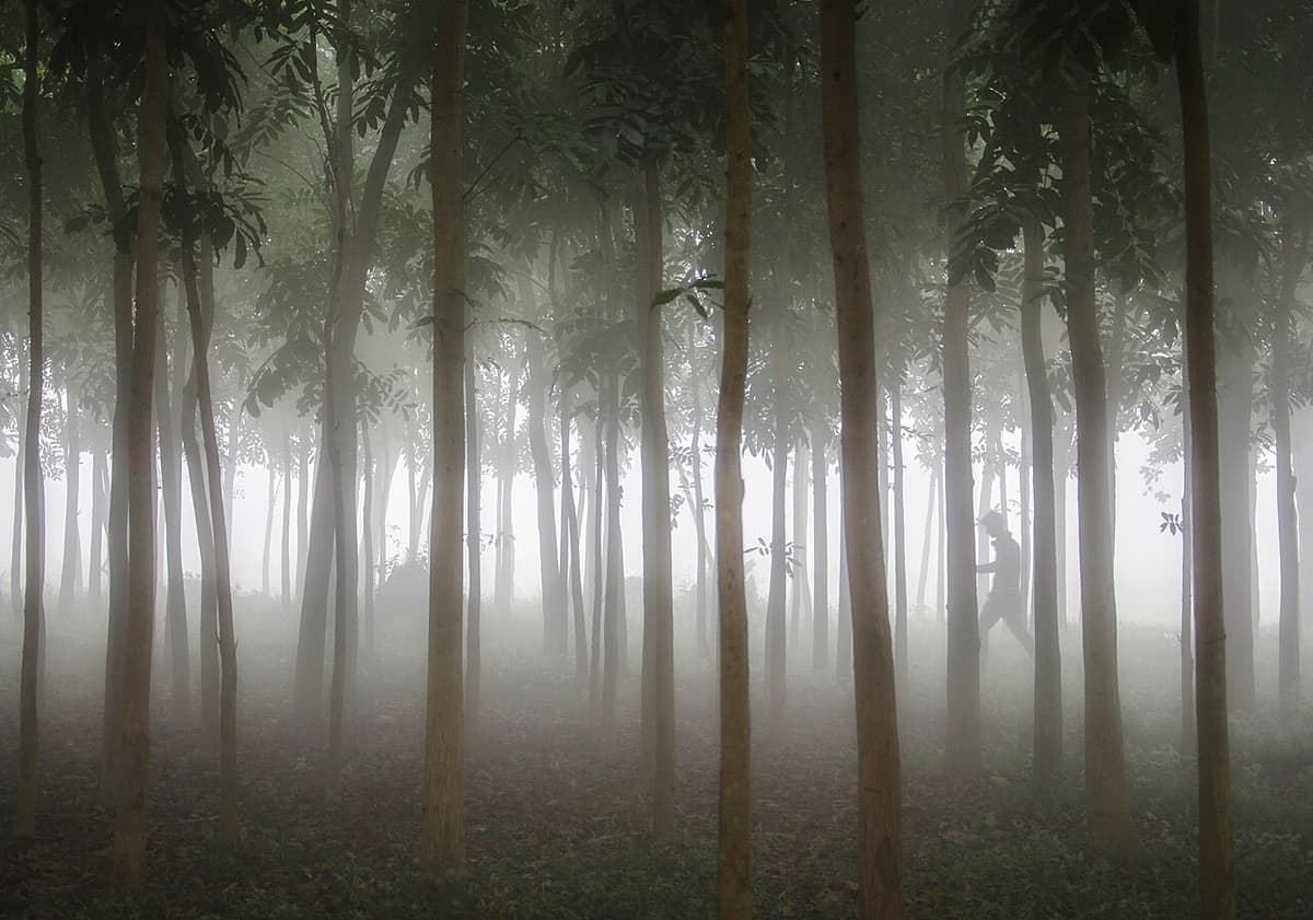 Lawachara National Park, Moulvibazar