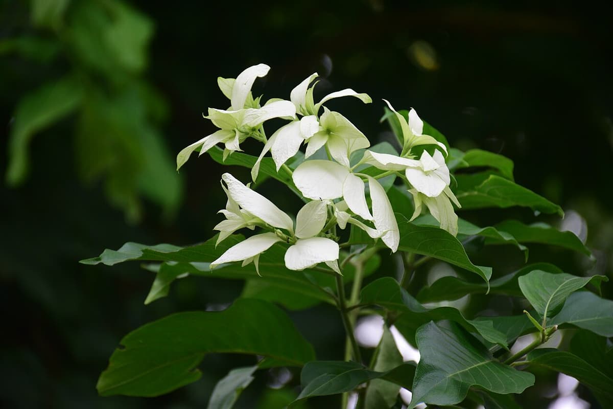 BAU Botanical Garden, Mymensingh