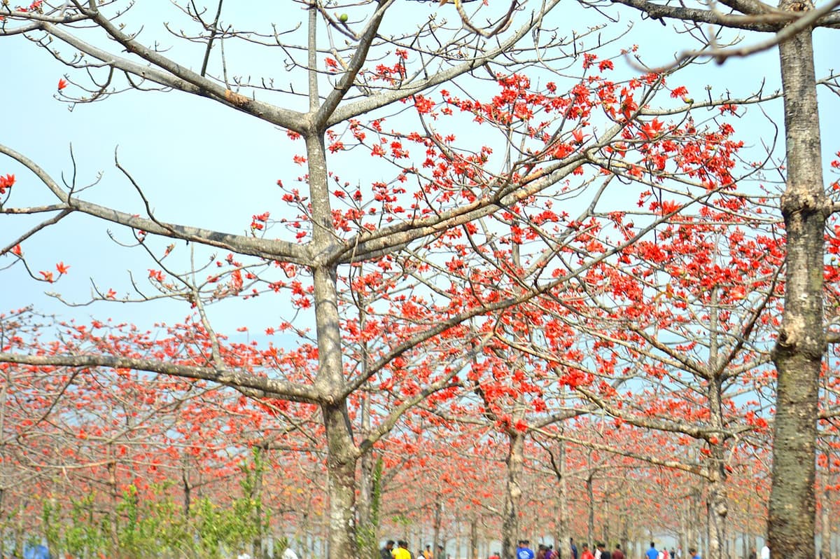 Shimul Bagan, Sunamganj