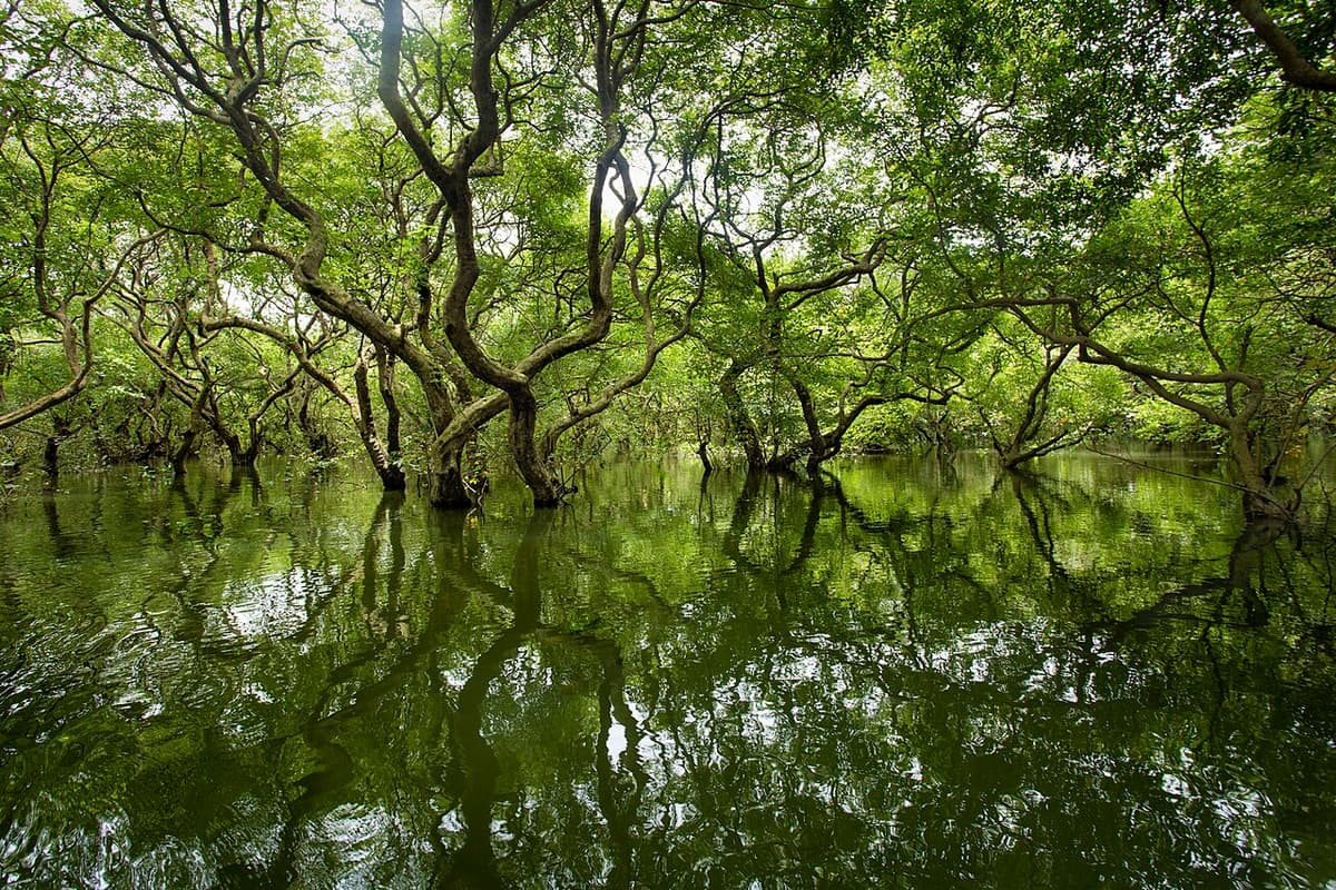 Ratargul Swamp Forest, Sylhet