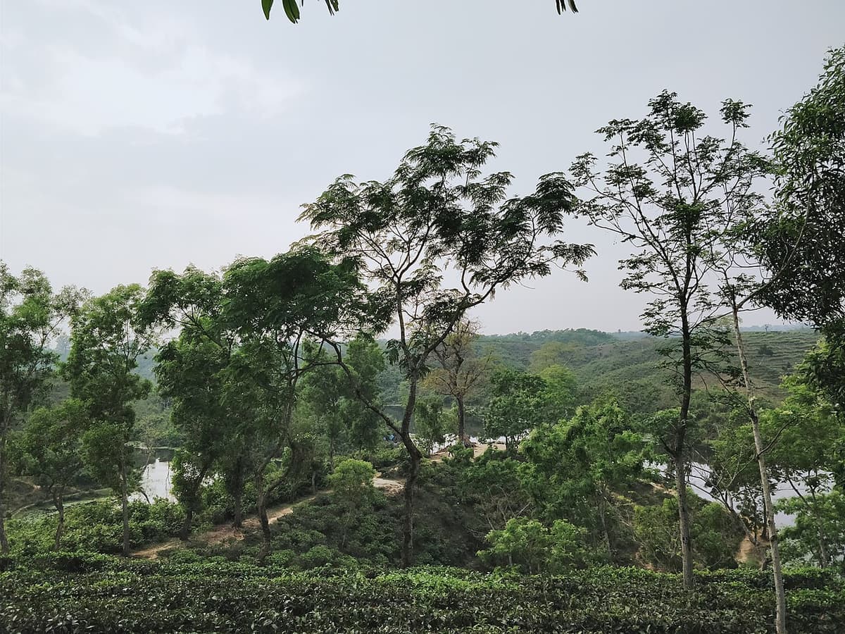 Modhupur National Park, Tangail