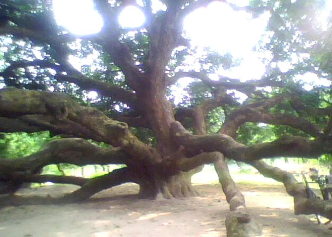 Baliadangi Surya Puri Mango Tree, Thakurgaon